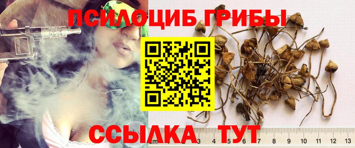 Галлюциногенные грибы Psilocybe Новый Уренгой